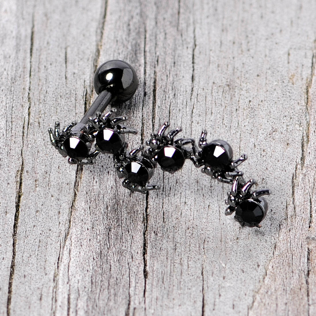 Better watch out the Black Spiders are out for Halloween