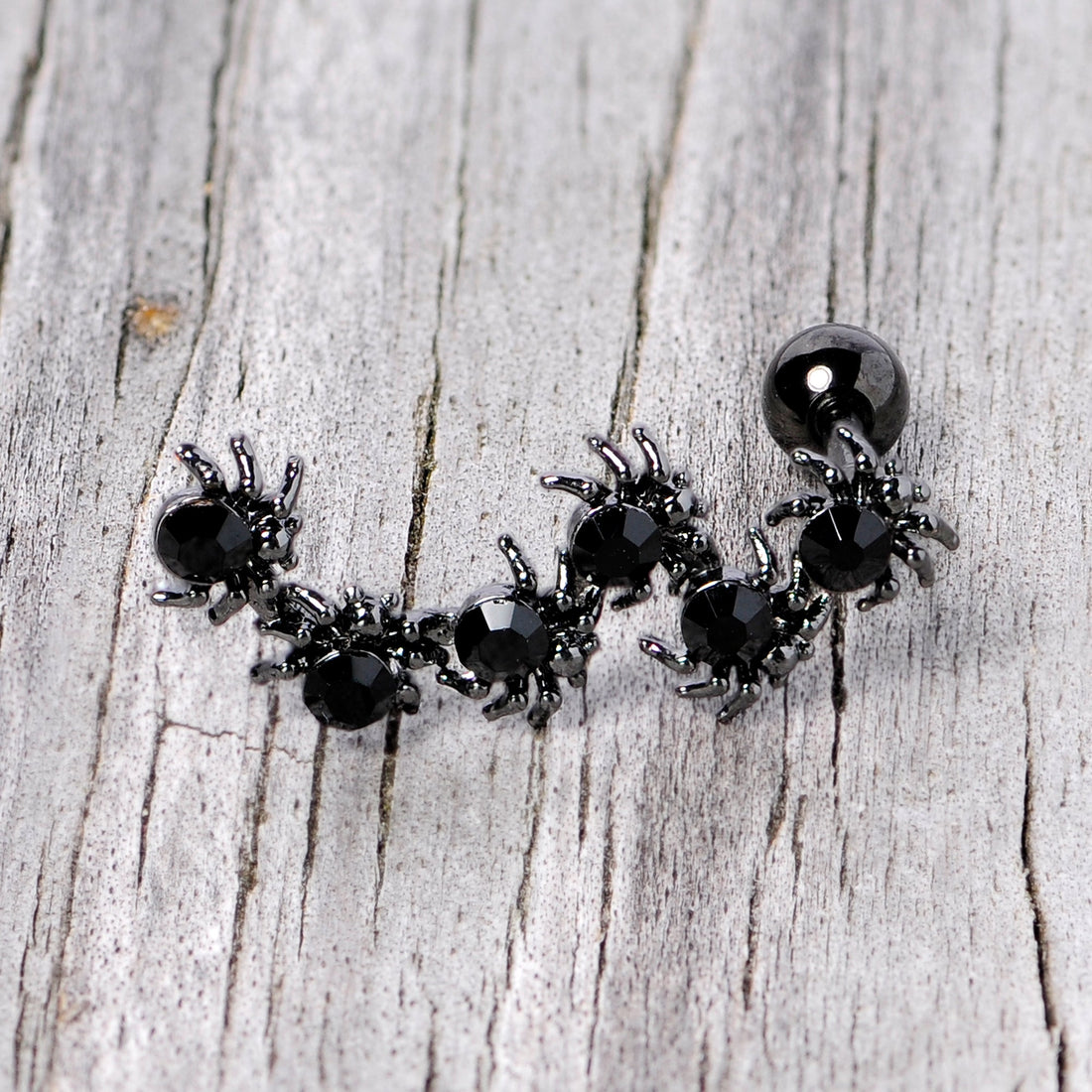 Better watch out the Black Spiders are out for Halloween