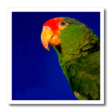 3dRose Birds - Green Cheeked Amazon Parrot - Iron on Heat Transfers (ht_681)