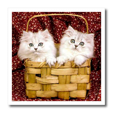3dRose Cats - Kittens in The Basket - Iron on Heat Transfers (ht_782)